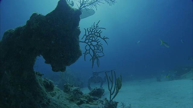 SLO MO WS TS潜水员游泳到鲨鱼游泳的海底/莫雷亚，大溪地，法属波利尼西亚视频素材