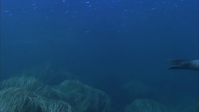 SLO MO WS水下拍摄海狮在海里游泳/莫雷亚，塔希提岛，法属波利尼西亚视频素材