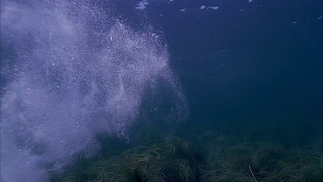 SLO MO WS水下拍摄海狮在海里游泳/莫雷亚，塔希提岛，法属波利尼西亚视频素材