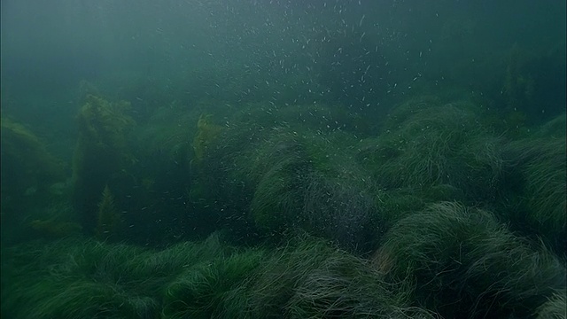 SLO MO WS水下拍摄海狮在海里游泳/莫雷亚，塔希提岛，法属波利尼西亚视频素材