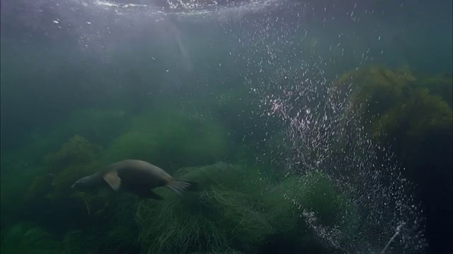 SLO MO WS水下拍摄海狮在海面下滑行/莫雷亚，大溪地，法属波利尼西亚视频素材