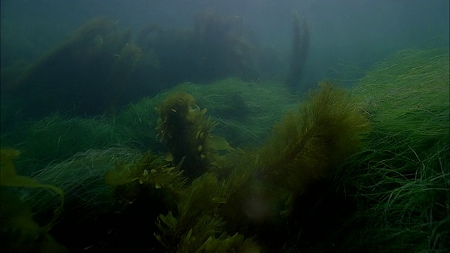 SLO MO WS水下拍摄海狮在海面下滑行/莫雷亚，大溪地，法属波利尼西亚视频素材