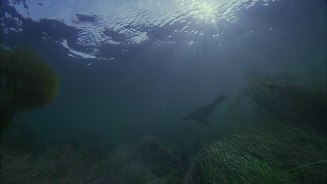 SLO MO WS水下拍摄海狮在海里游泳/莫雷亚，塔希提岛，法属波利尼西亚视频素材