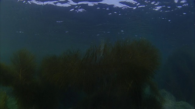 SLO MO WS水下拍摄海狮在海里游泳/莫雷亚，塔希提岛，法属波利尼西亚视频素材