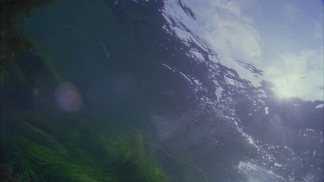 SLO MO WS水下拍摄海狮在海里游泳/莫雷亚，塔希提岛，法属波利尼西亚视频素材