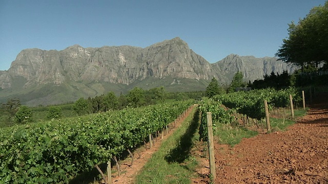 被群山环绕的WS PAN葡萄园/ Stellenbosch，西开普，南非视频素材