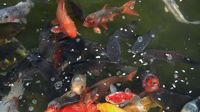 CU彩色锦鲤在湖的表面进食/京都，日本视频素材