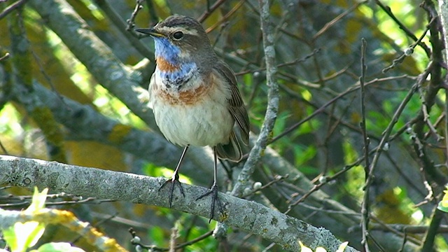 蓝喉(Luscinia svecica)特写，编辑版视频素材