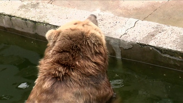 棕熊在水里。视频素材