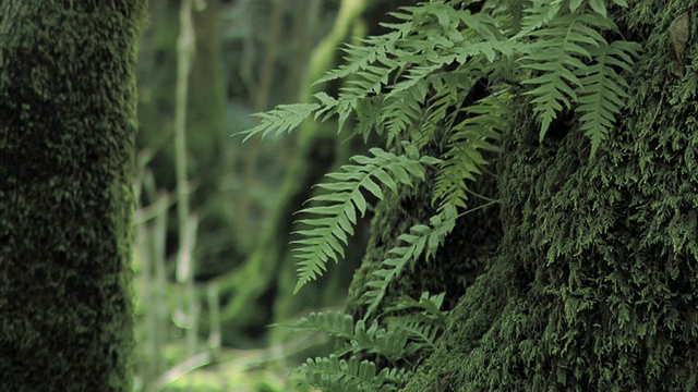 森林蕨类植物视频素材