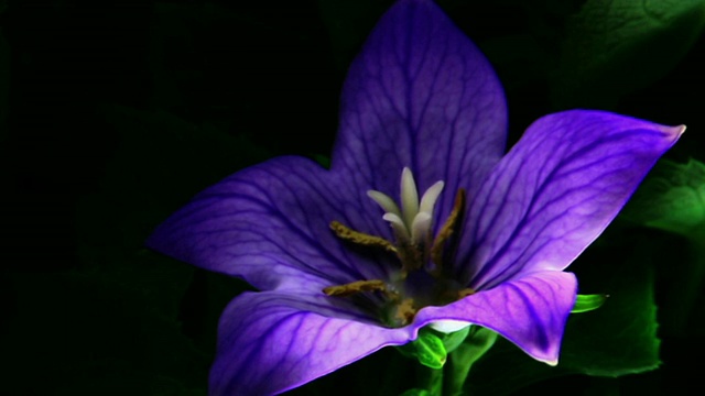 美丽的紫花，花瓣娇嫩视频素材