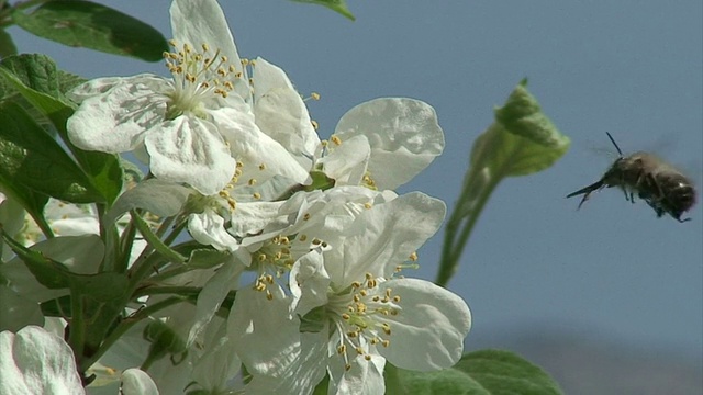 蜜蜂为苹果花授粉视频素材