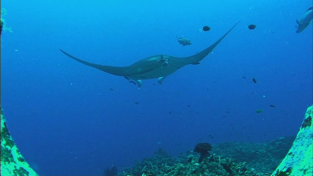 WS蝠鲼(Manta birostris)和鱼游过珊瑚礁/凯恩斯，昆士兰，澳大利亚视频素材