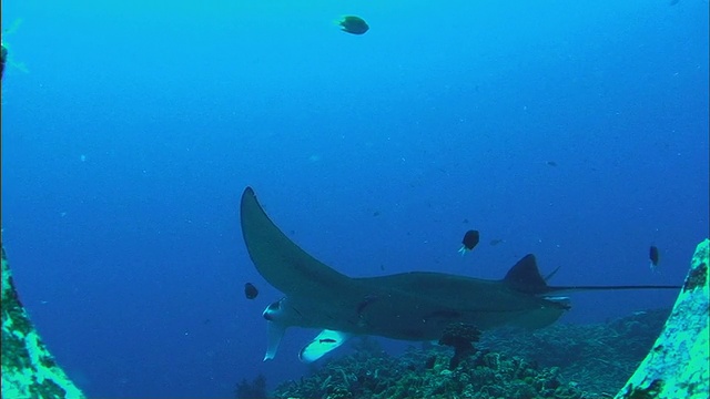 WS蝠鲼(Manta birostris)和鱼游过珊瑚礁/凯恩斯，昆士兰，澳大利亚视频素材