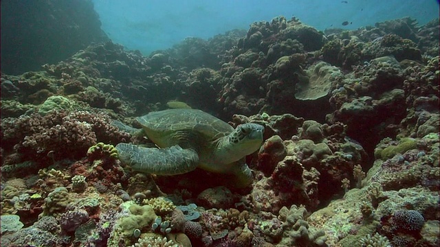 POV WS CU绿海龟(Chelonia mydas)在珊瑚礁/凯恩斯，昆士兰，澳大利亚视频素材