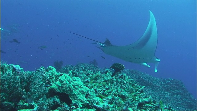 WS蝠鲼(Manta birostris)和一群其他鱼类游过珊瑚礁/凯恩斯，昆士兰，澳大利亚视频素材