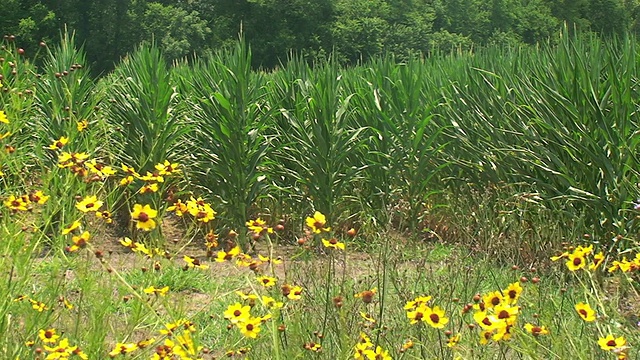 花和玉米杆视频素材