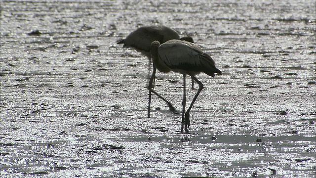 WS灰鹭(Ardea cinerea)涉水/暹粒省，柬埔寨视频素材