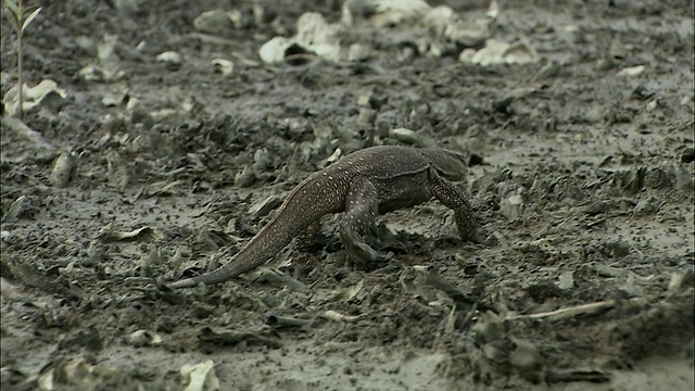 柬埔寨暹粒省，WS TS水监测器(Varanus salvator)向水走去视频素材