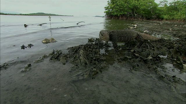 柬埔寨暹粒省，跟随水监测器(Varanus salvator)走向水和游泳视频素材