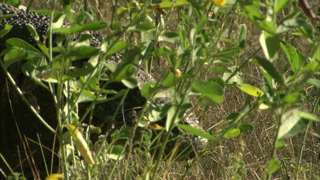 科莫多巨蜥(Varanus komodoensis)走过草地/科莫多国家公园，东努沙滕加拉，印度尼西亚视频素材