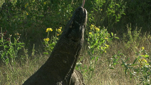 科莫多巨蜥(Varanus komodoensis)抬起头和轻弹舌头/科莫多国家公园，东努沙登加拉，印度尼西亚视频素材