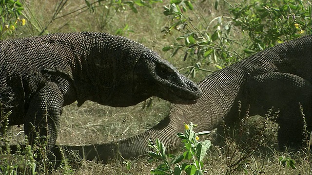 两只科莫多巨蜥(Varanus komodoensis)在草/科莫多国家公园，东努沙滕加拉，印度尼西亚视频素材