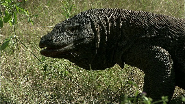 两只科莫多巨蜥(Varanus komodoensis)在草/科莫多国家公园，东努沙滕加拉，印度尼西亚视频素材