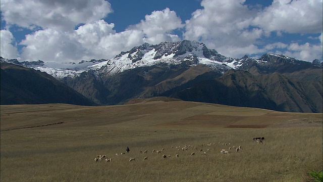 秘鲁库斯科地区，一群羊驼(Vicugna pacos)在白雪皑皑的安第斯山脉上吃草视频素材