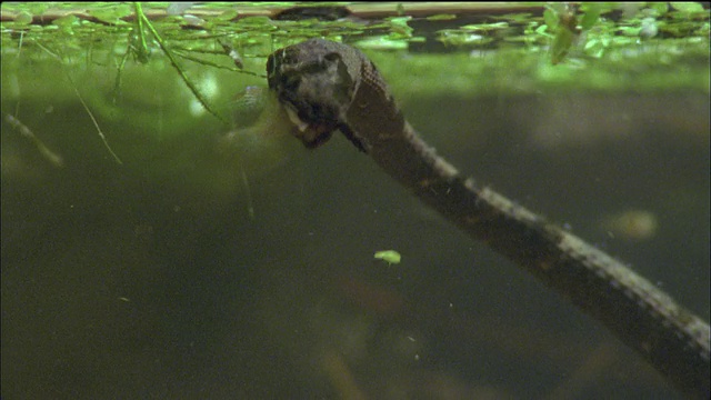 MS触手蛇(Erpeton tentaculatum)抓鱼和吃鱼/ Sam Veasna野生动物保护中心，暹粒省，柬埔寨视频素材