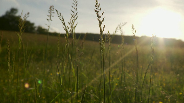 CU SELECTIVE FOCUS Grass在日落/莫里斯敦，佛蒙特州，美国视频素材