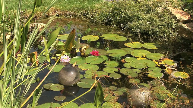 池塘里有荷花和鱼儿视频素材