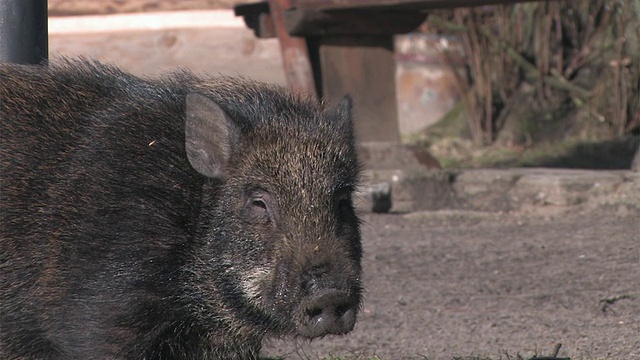 野猪视频素材