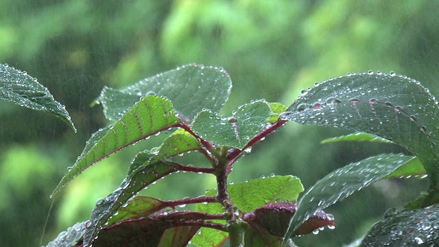 雨下的树叶视频素材