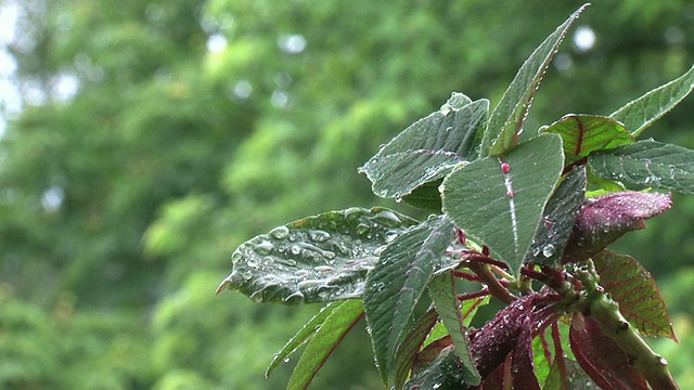 雨下的树叶视频素材