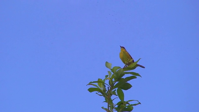 黄鹡鸰（Motacilla flava）视频素材