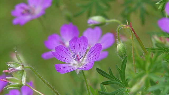 花园的花视频素材