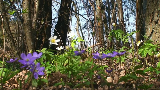 野生春花视频素材