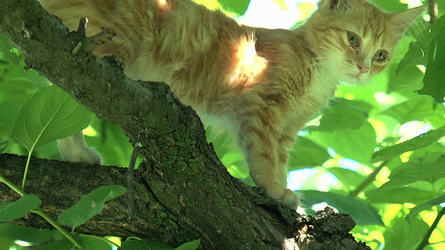 橙色小猫在树上放松视频素材