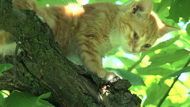 橙色小猫在清扫日…视频素材