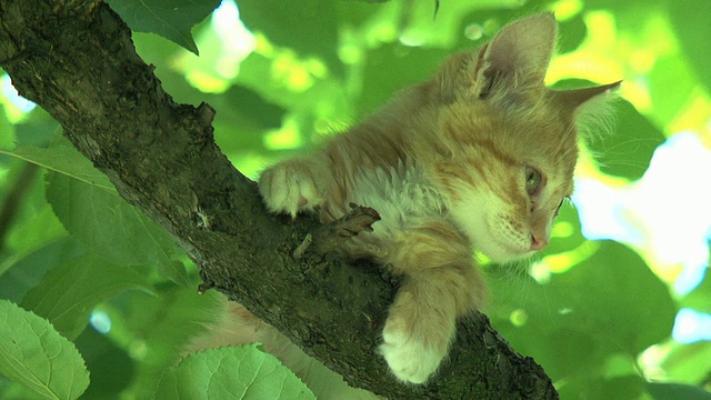 伤心的小猫蹲在树枝上视频素材