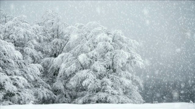 全高清NTSC -雪落无缝循环视频下载