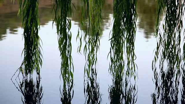 柳枝满湖视频素材