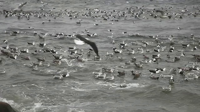 海鸥在波涛汹涌的海面上的声音视频素材