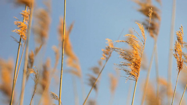 草视频素材