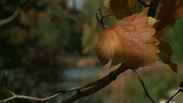 自然树叶和池塘第一部分HD 1080p24视频素材