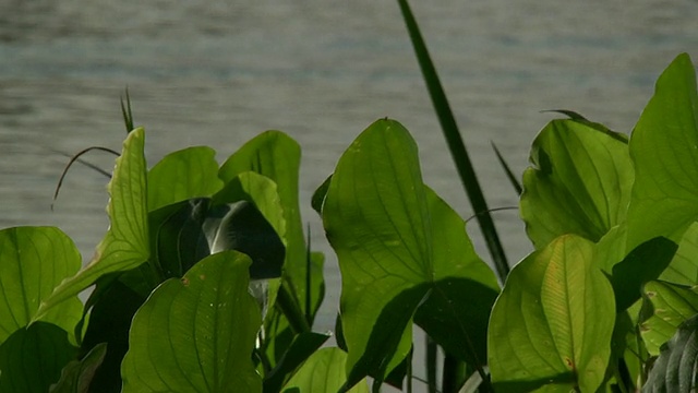 大自然:植物，池塘，鸭子HD 1080p24视频素材