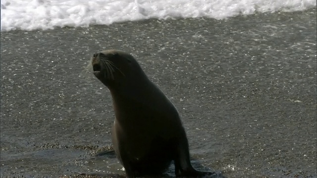 阿根廷Chubut, Puerto Madryn海滩上，海浪拍打着海豹视频素材