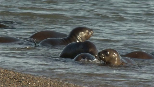 小海豹在海浪中游泳/马德林港，Chubut，阿根廷视频素材