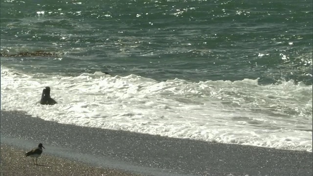 在瓦尔德斯半岛/马德林港海滩上追逐海豹的虎鲸，Chubut，阿根廷视频素材